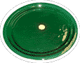 green rondell